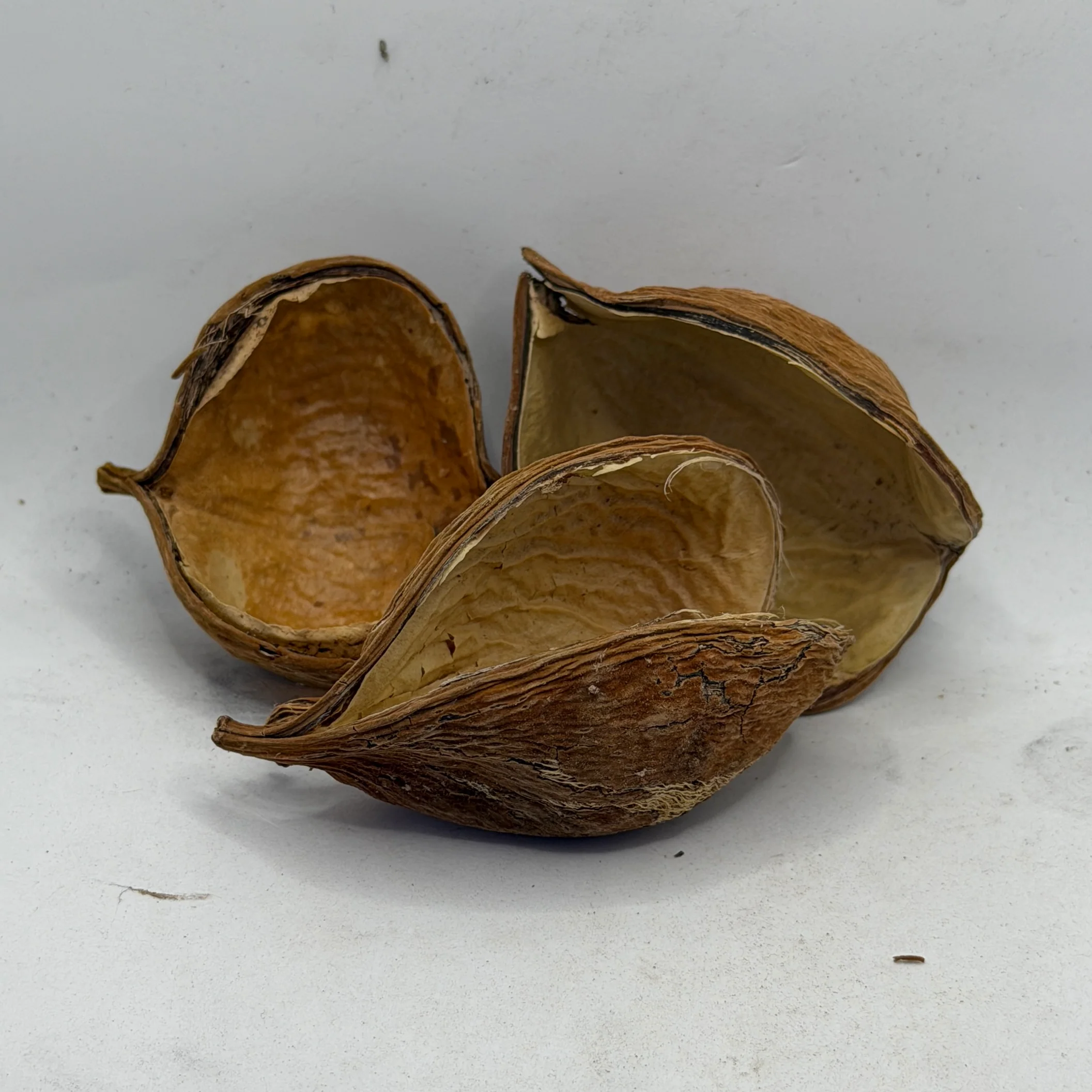 Mini Sterculia Pods