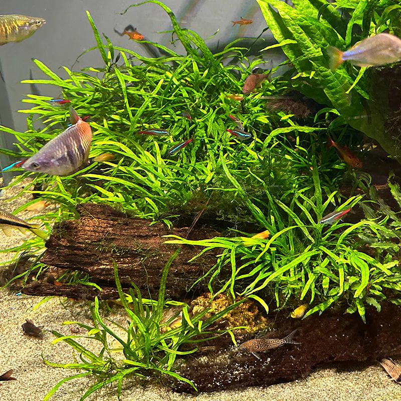Mini Trident Fern - Image 2