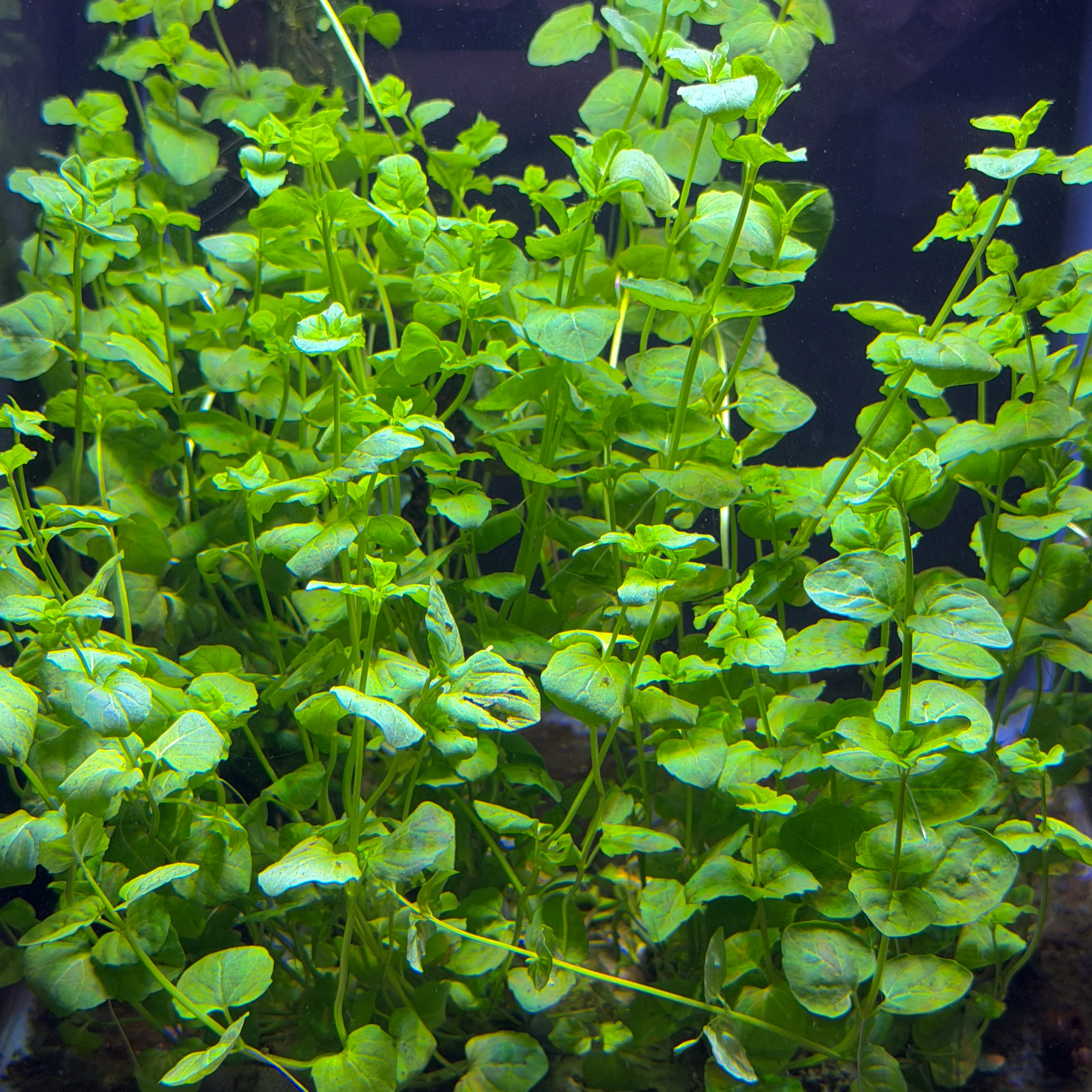 Mint Charlie