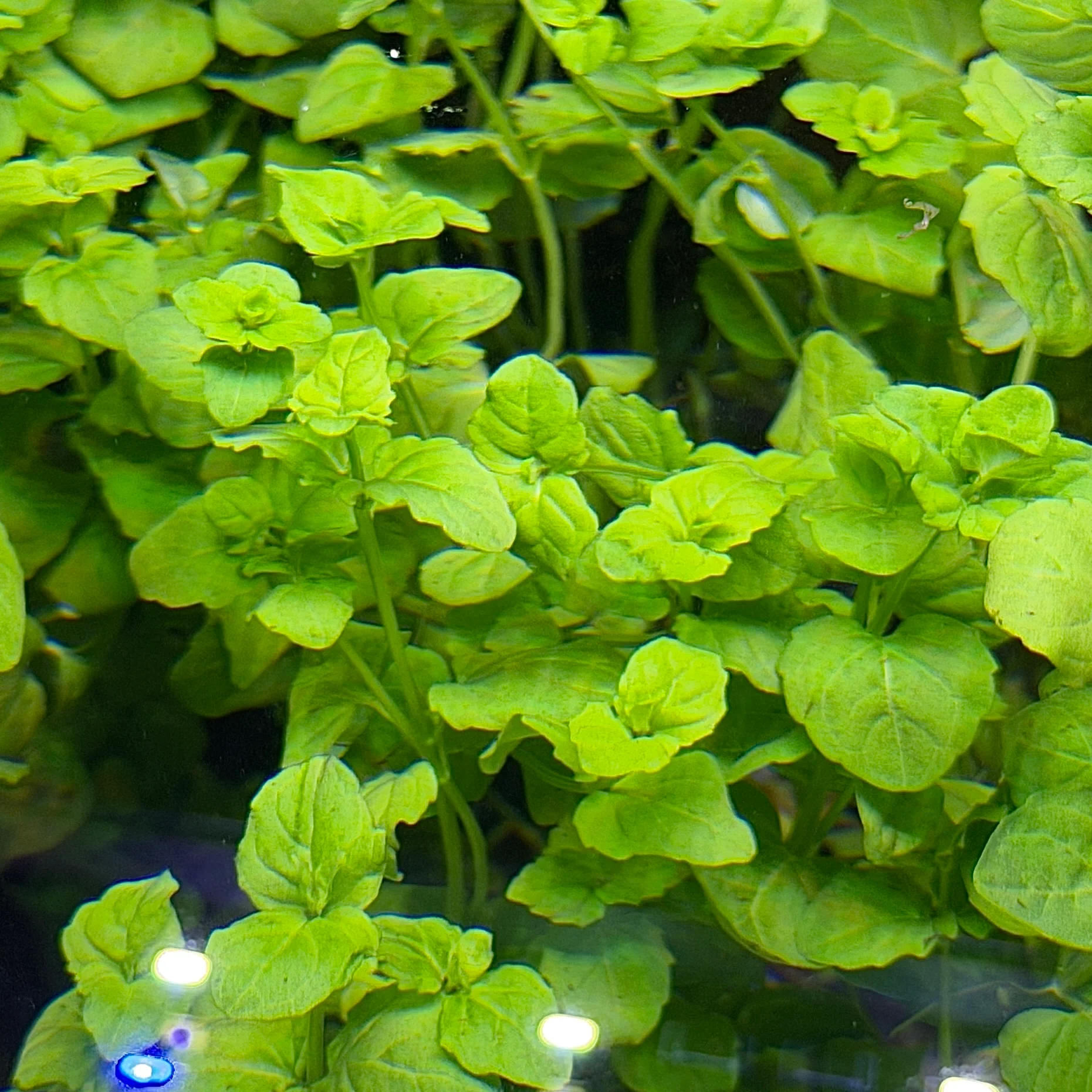 Mint Charlie - Image 2