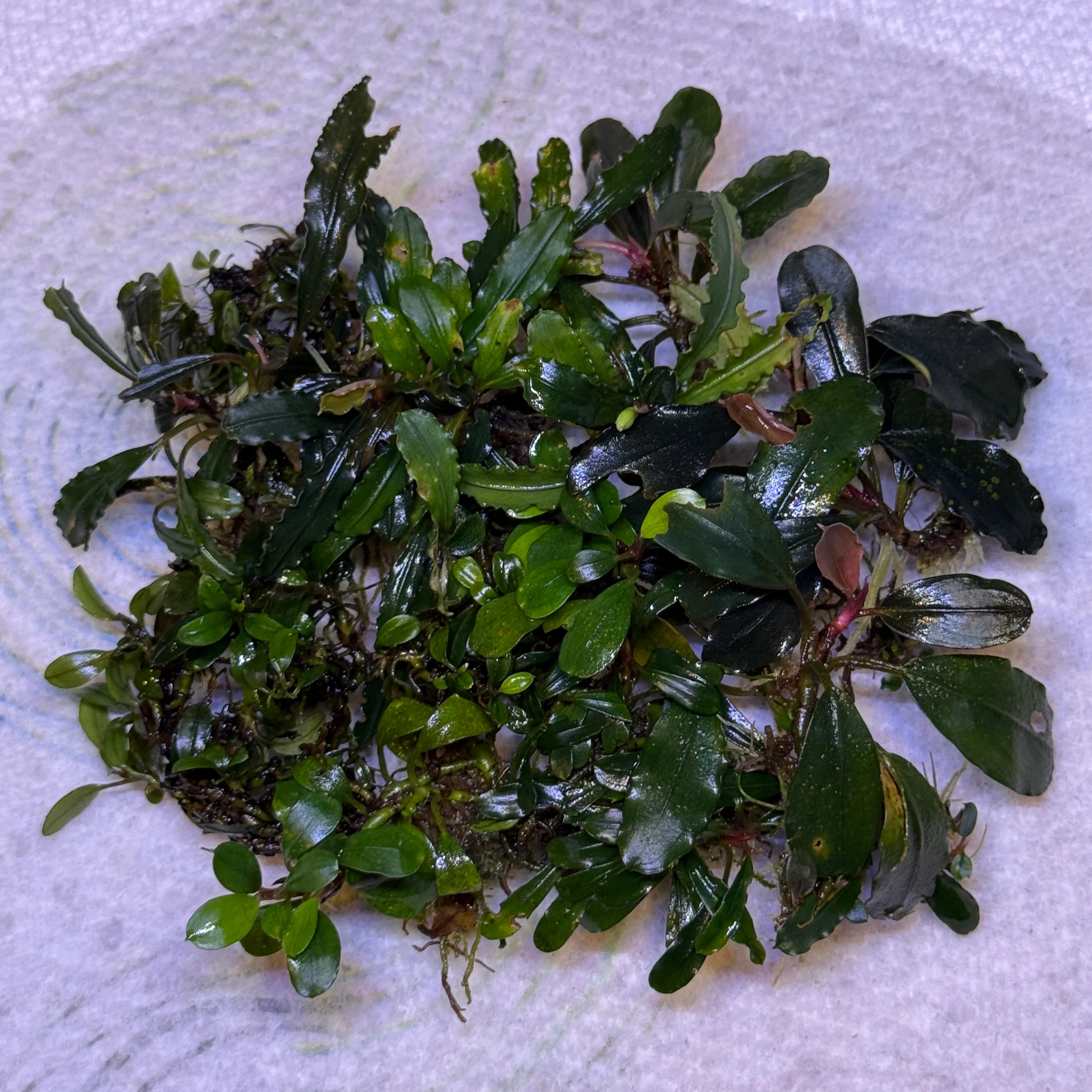Mixed Bucephalandra Pack - Image 3