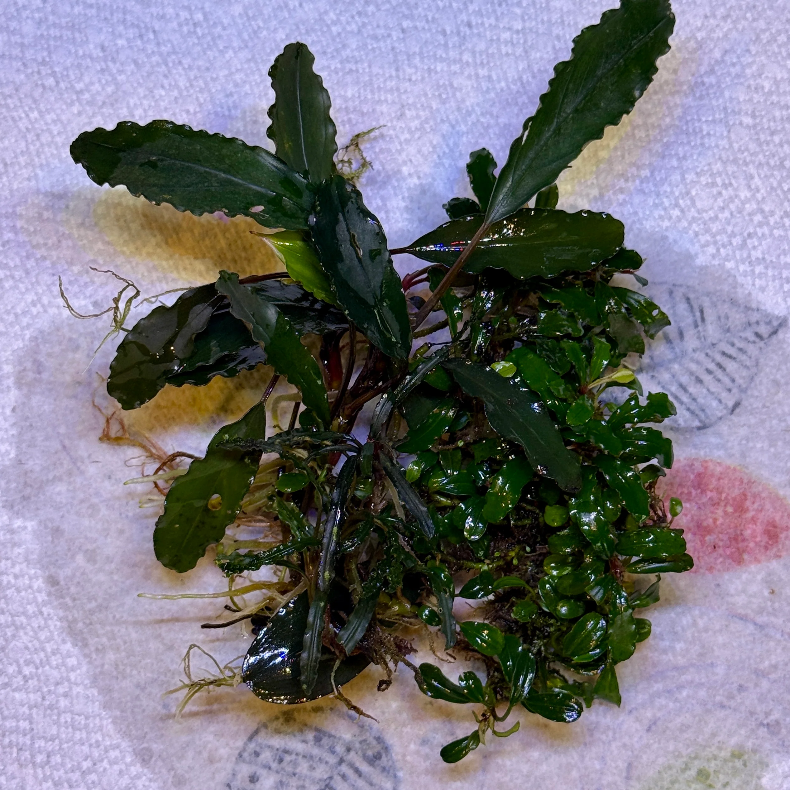 Mixed Bucephalandra Pack - Image 4