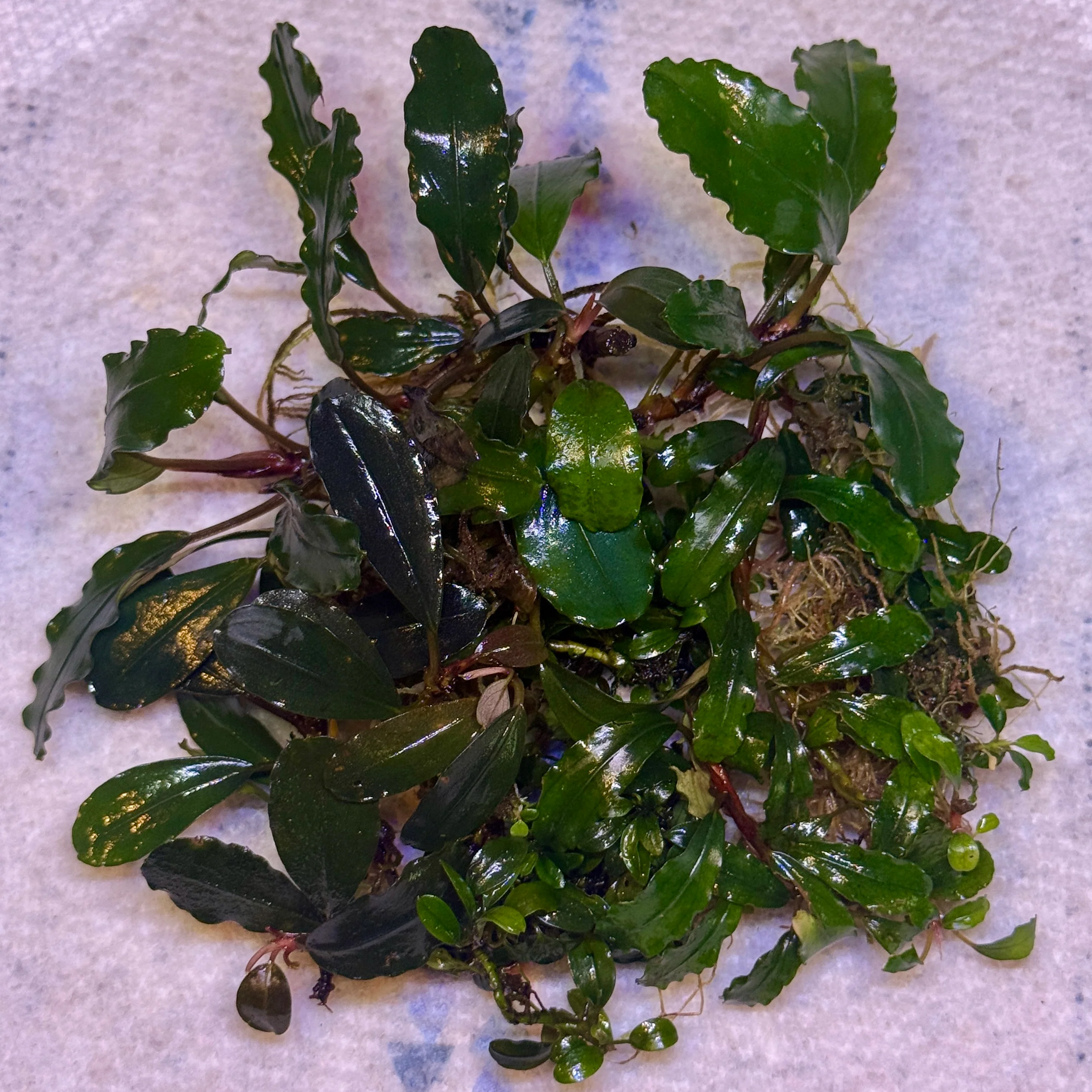 Mixed Bucephalandra Pack - Image 5