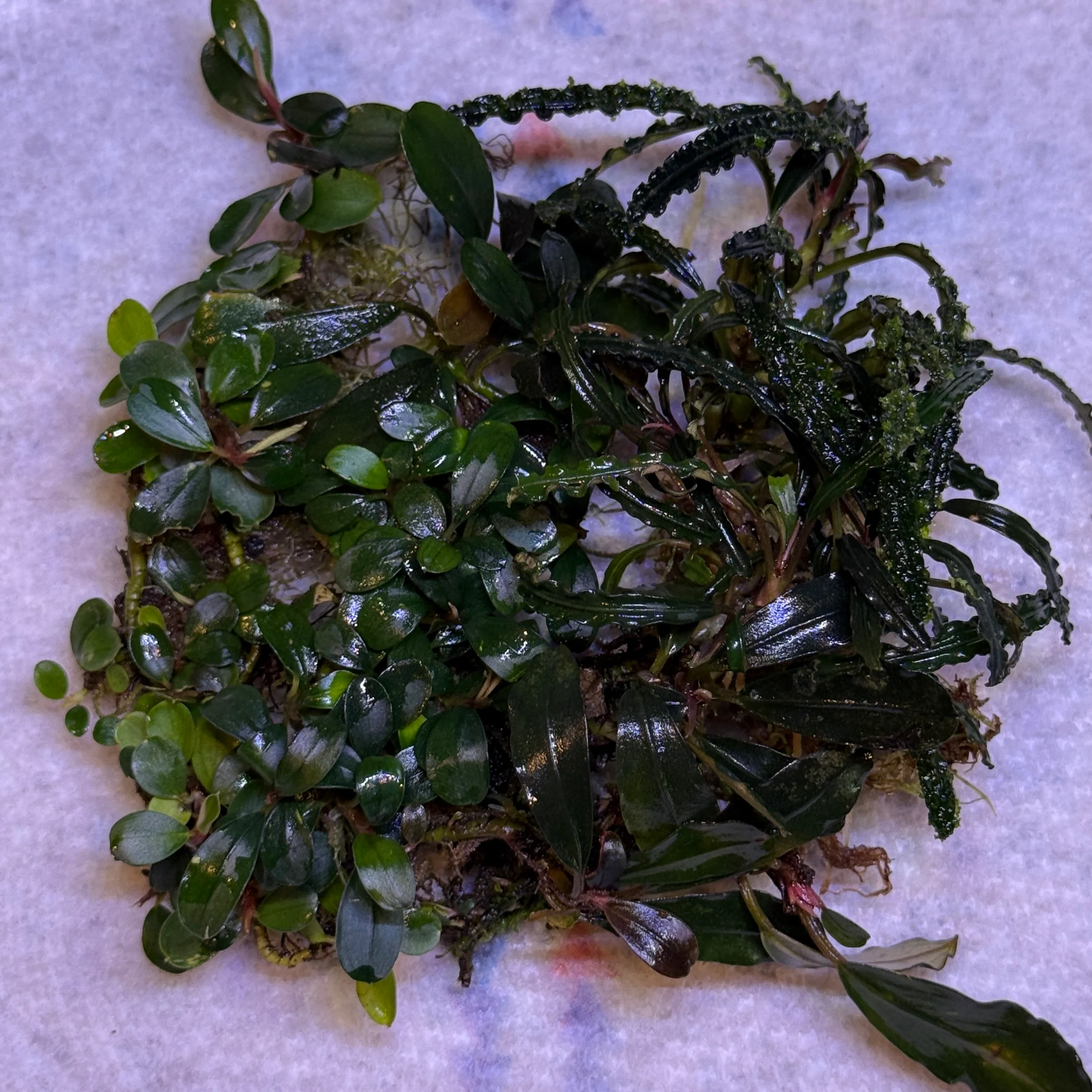 Mixed Bucephalandra Pack - Image 6