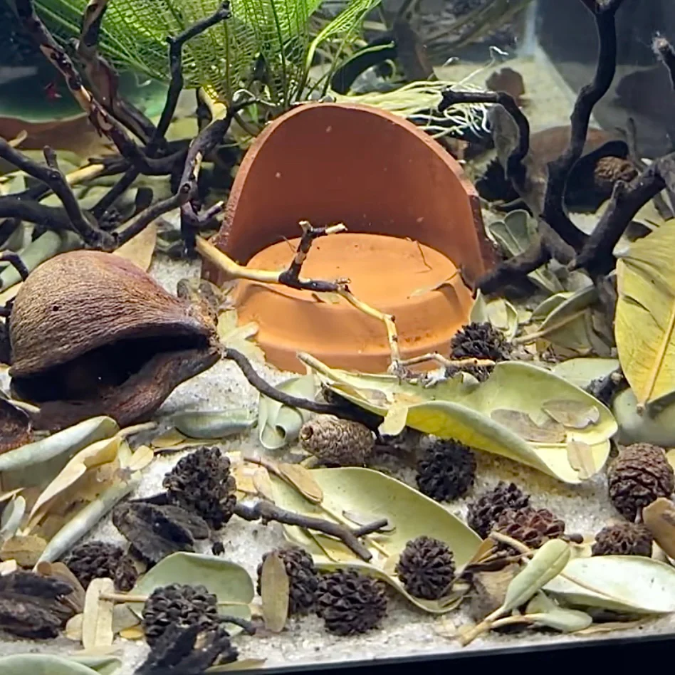 Nano Tank Botanical & Leaf Pack