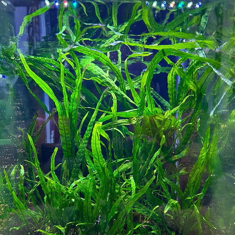 Needle Leaf Java Fern - Image 2