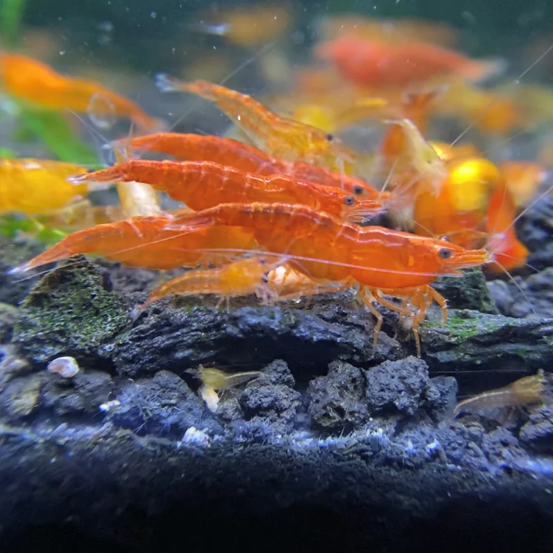 Orange Neocaridina Shrimp - Image 3