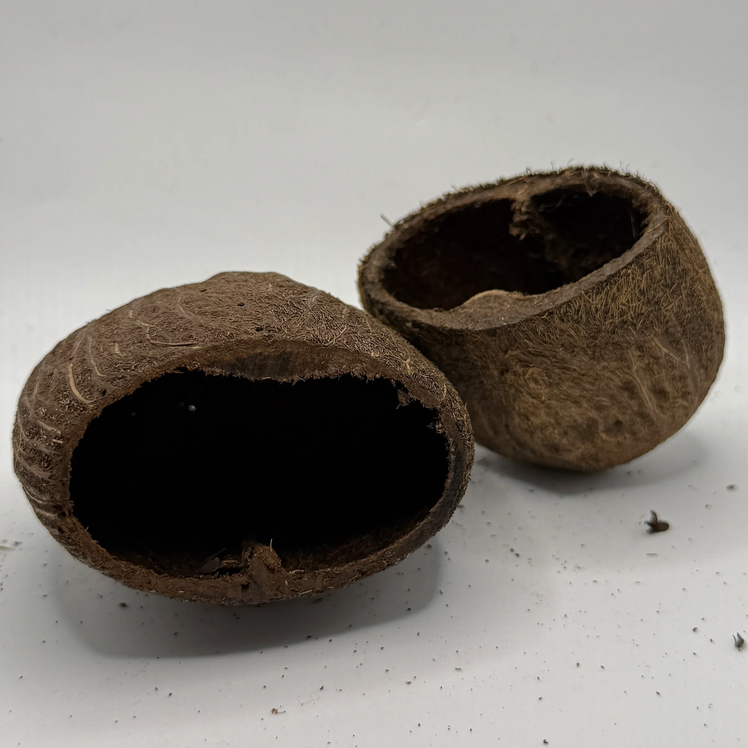 Palm Pods