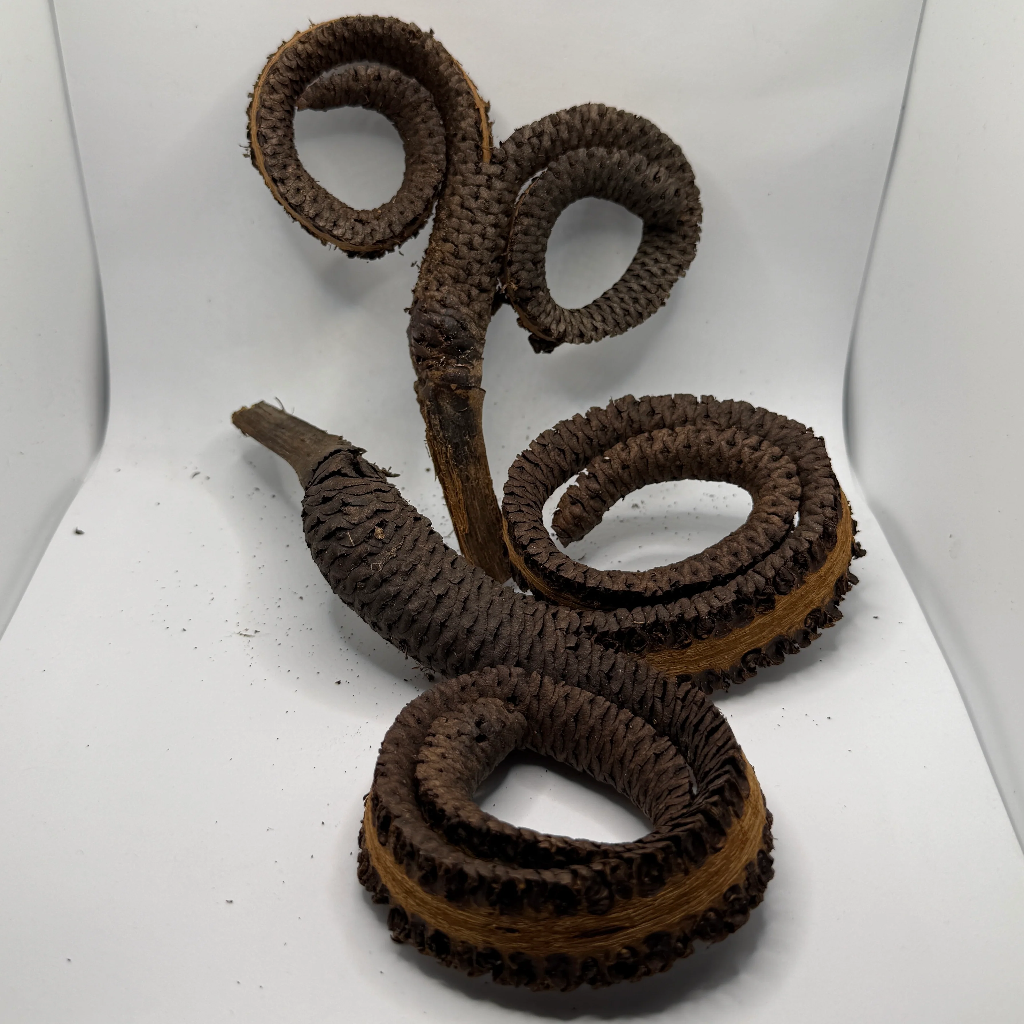 Ramshorn Pod