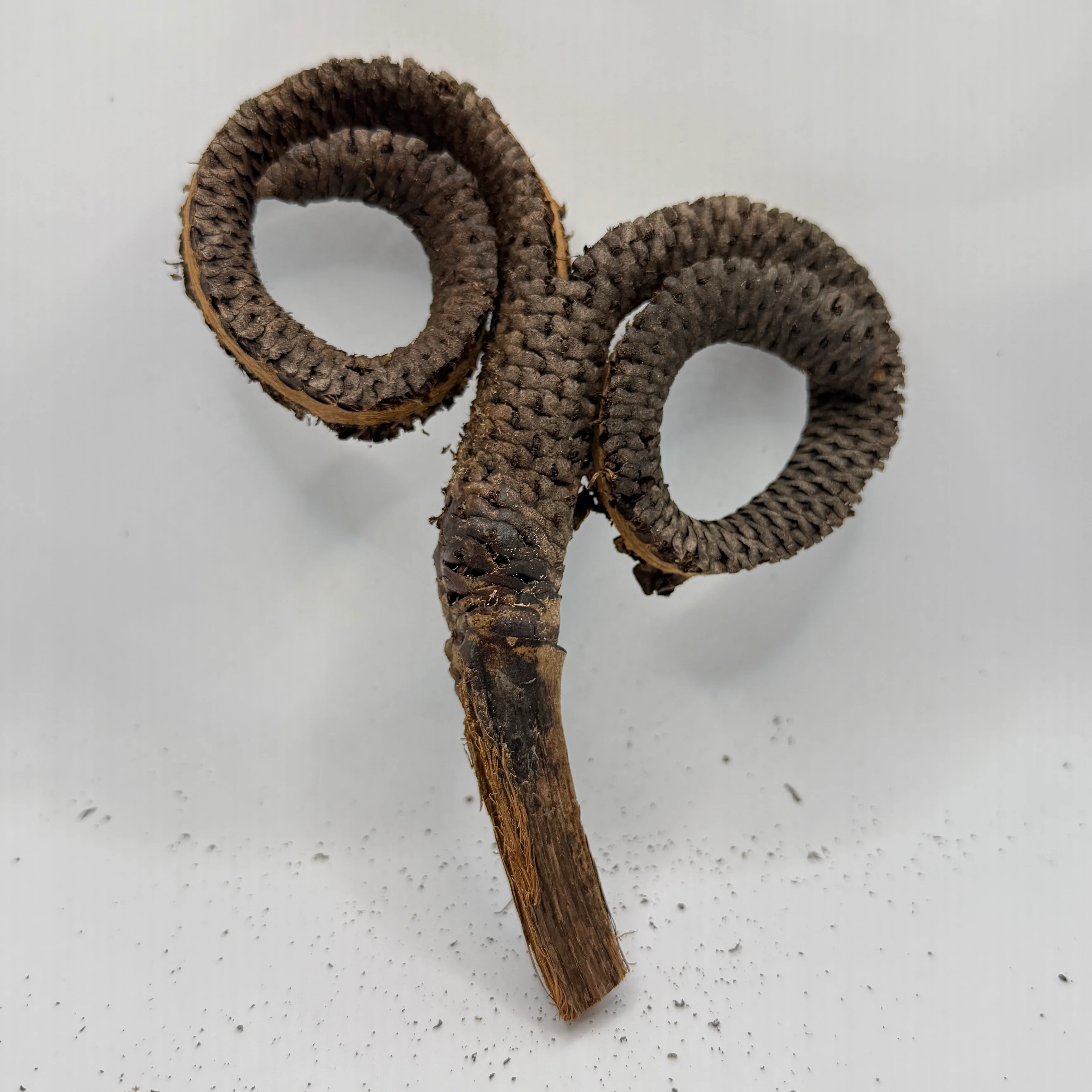 Ramshorn Pod - Image 2