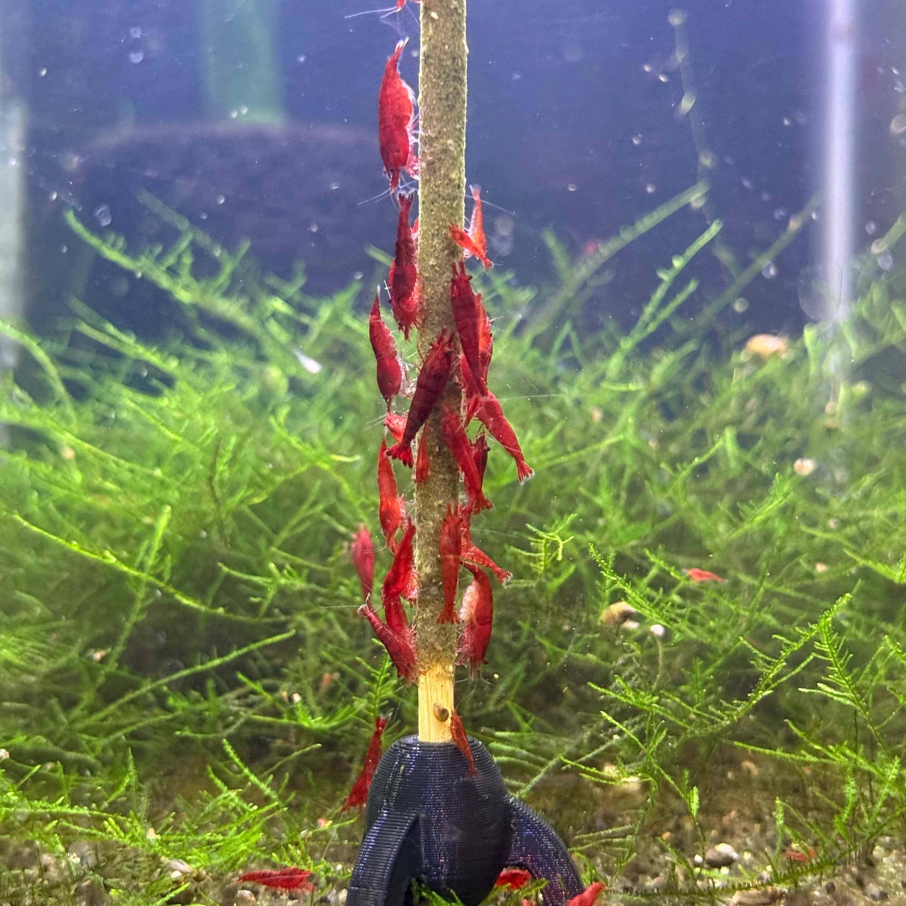 Red Cherry Neocaridina Shrimp