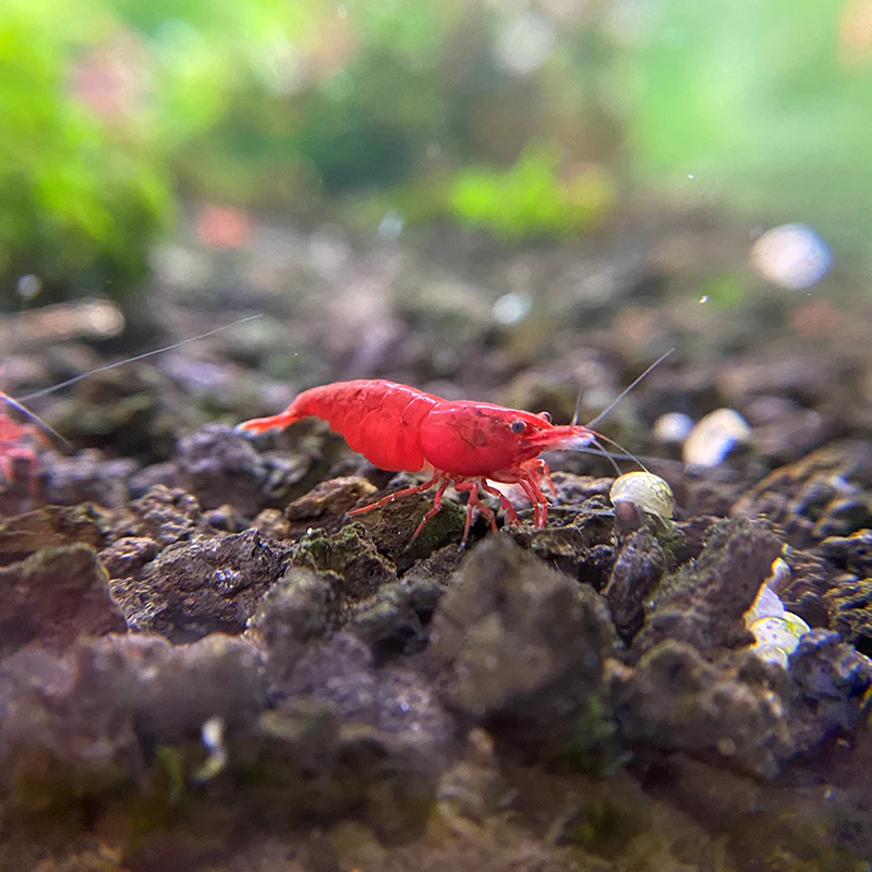 Red Cherry Neocaridina Shrimp - Image 2