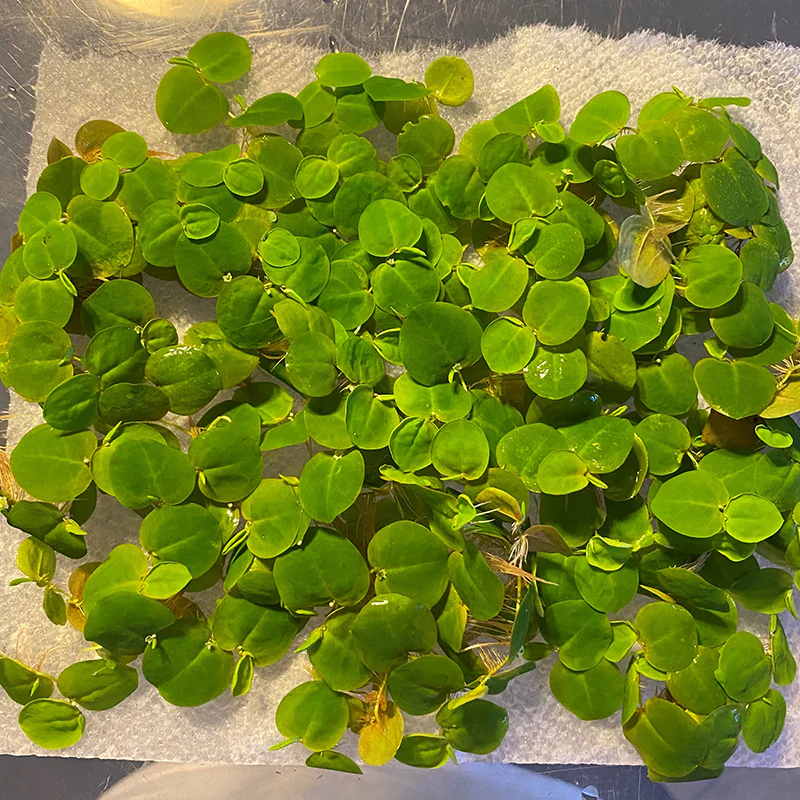 Red Root Floaters - Image 3