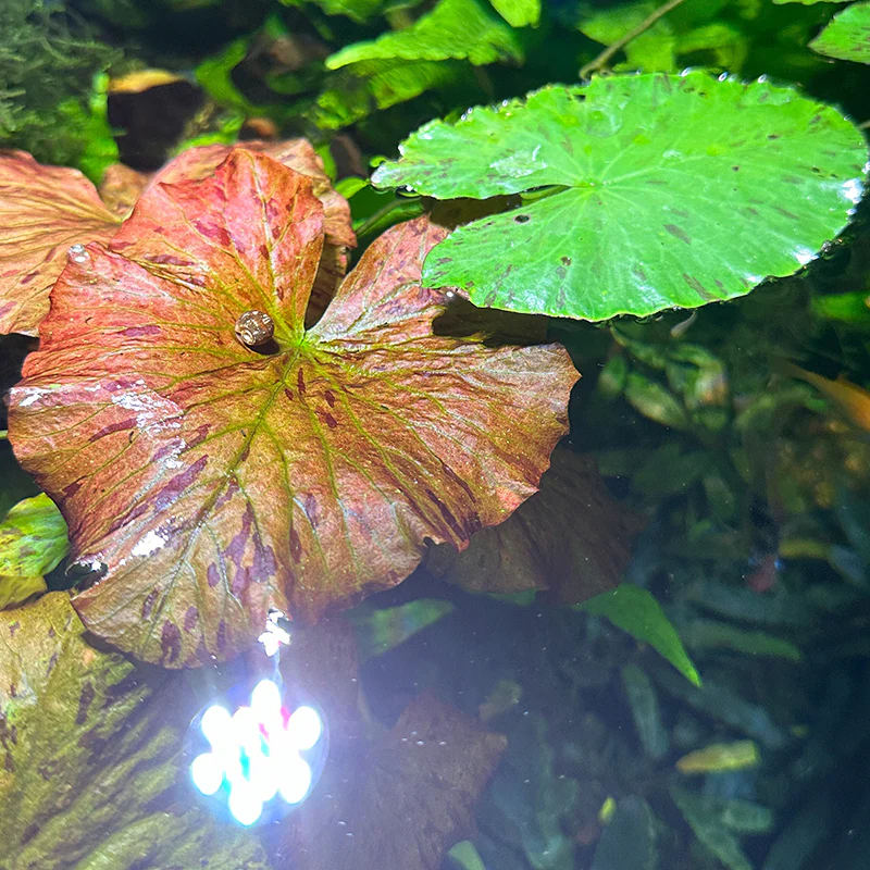 Red Tiger Lotus - Image 3