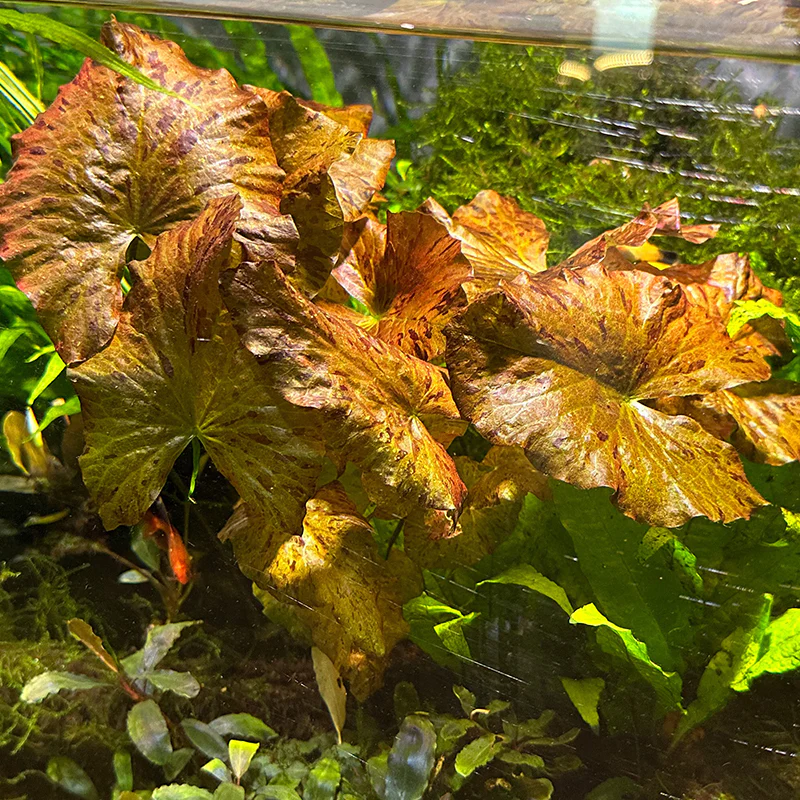 Red Tiger Lotus - Image 4