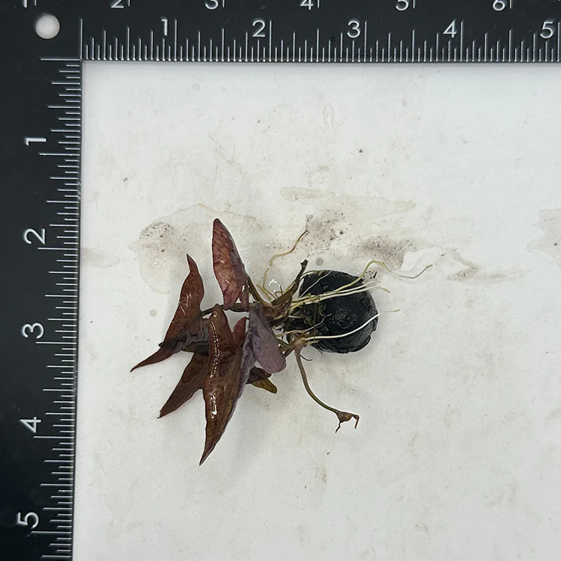 Red Tiger Lotus - Image 5