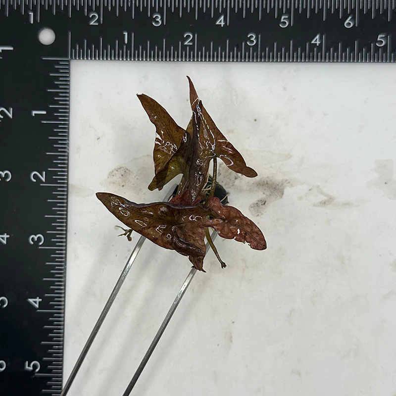 Red Tiger Lotus - Image 6