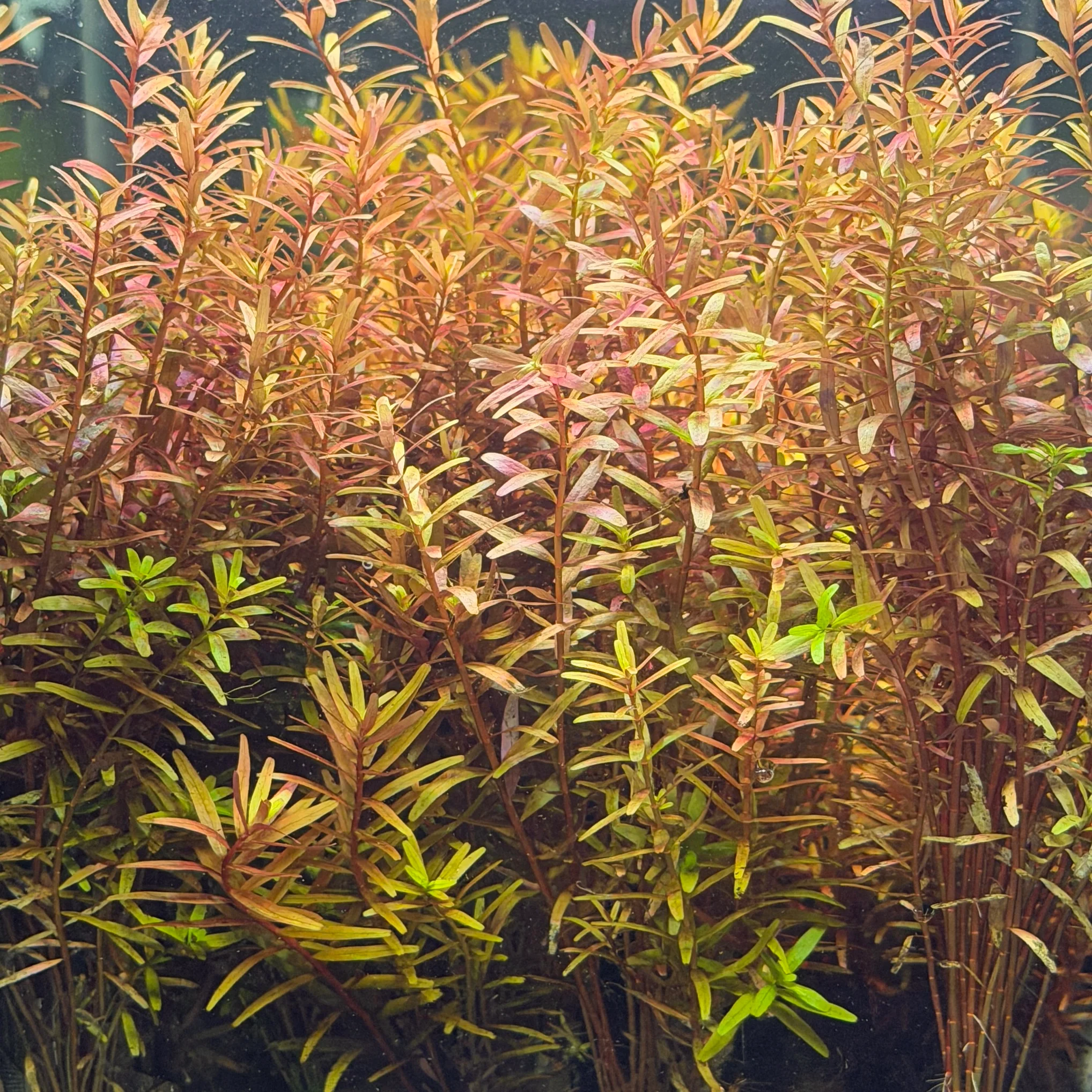 Rotala Rotundifolia 'Orange Juice' - Image 3
