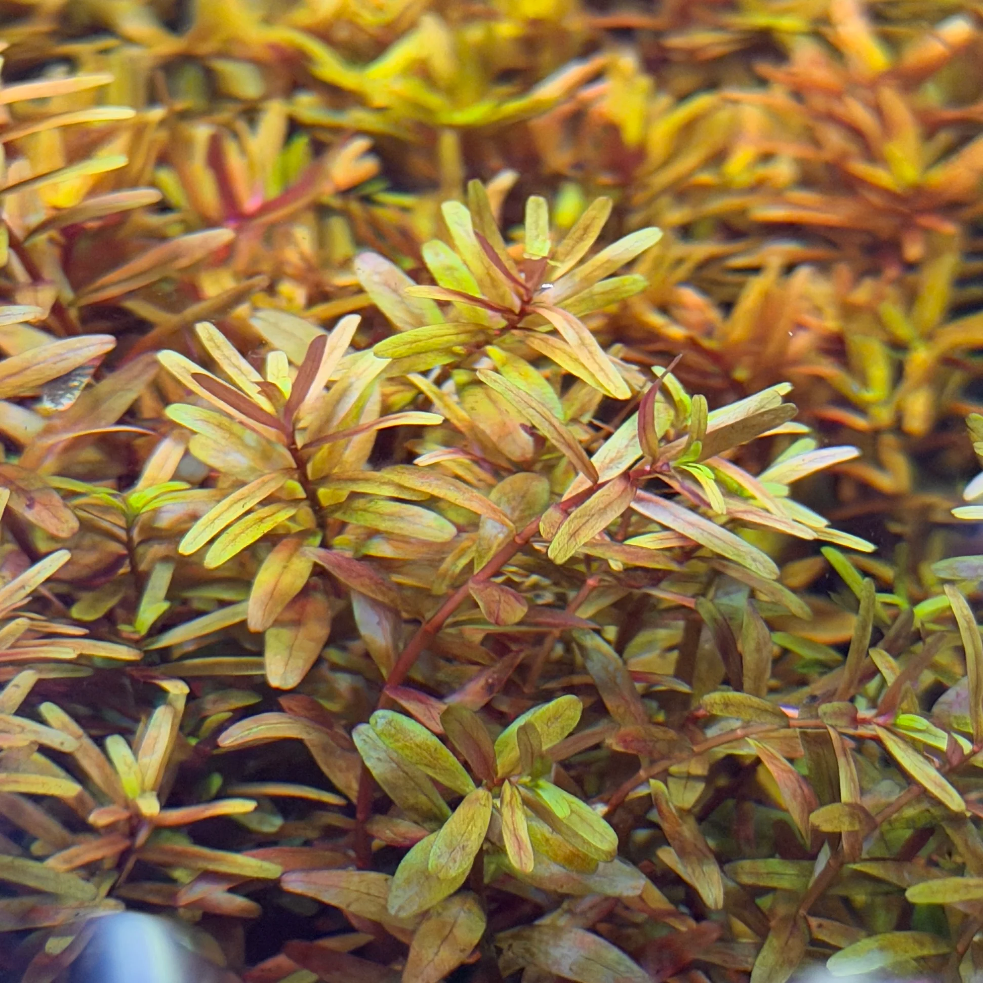 Rotala Rotundifolia 'Orange Juice' - Image 4