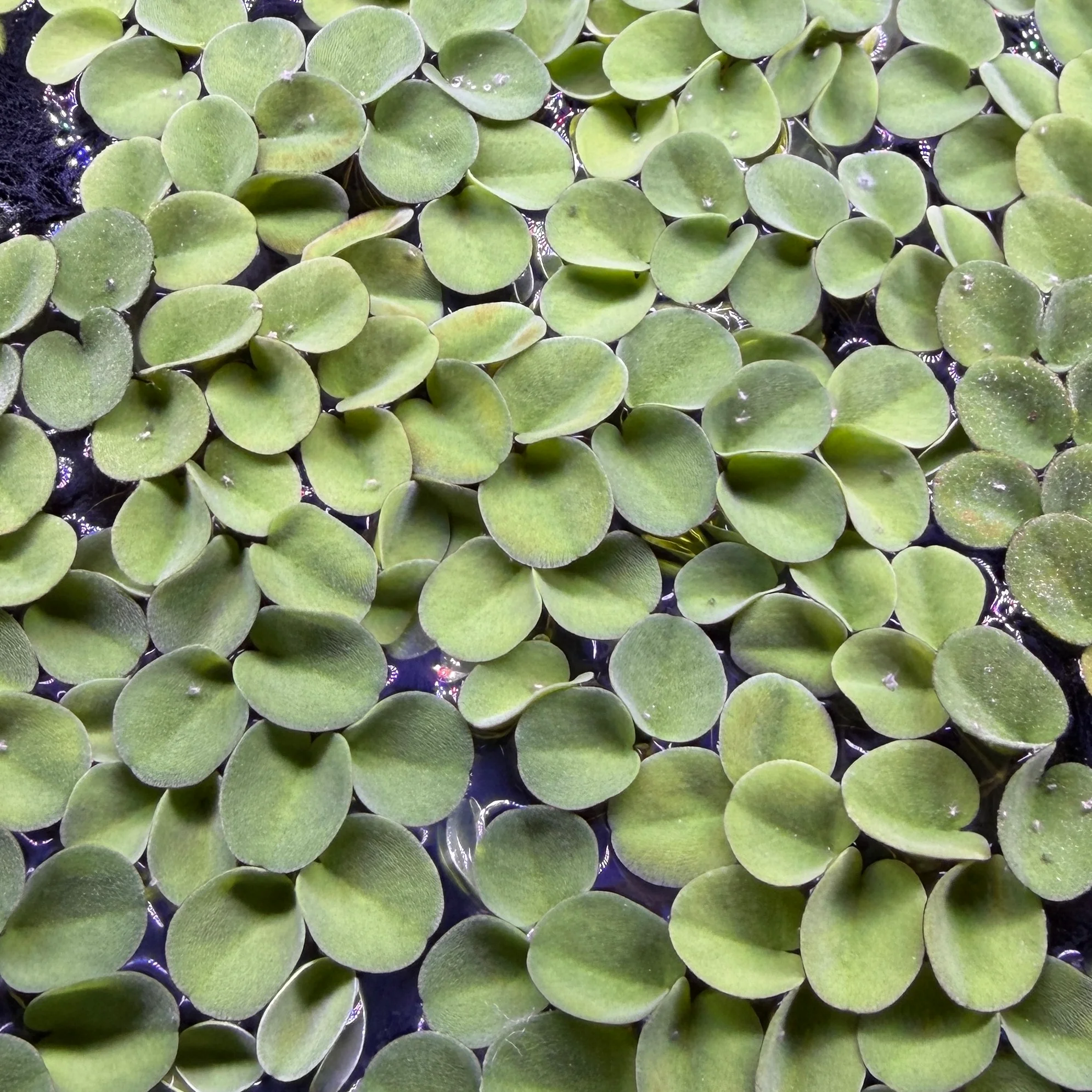 Salvinia Calcutta - Image 2
