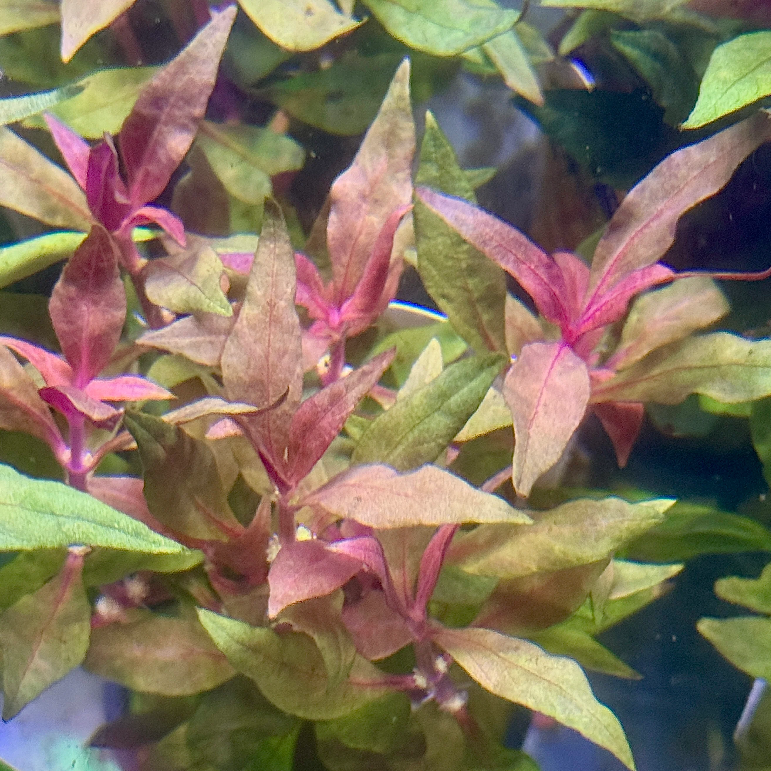 Scarlet Temple 'Alternanthera Reineckii' - Image 3