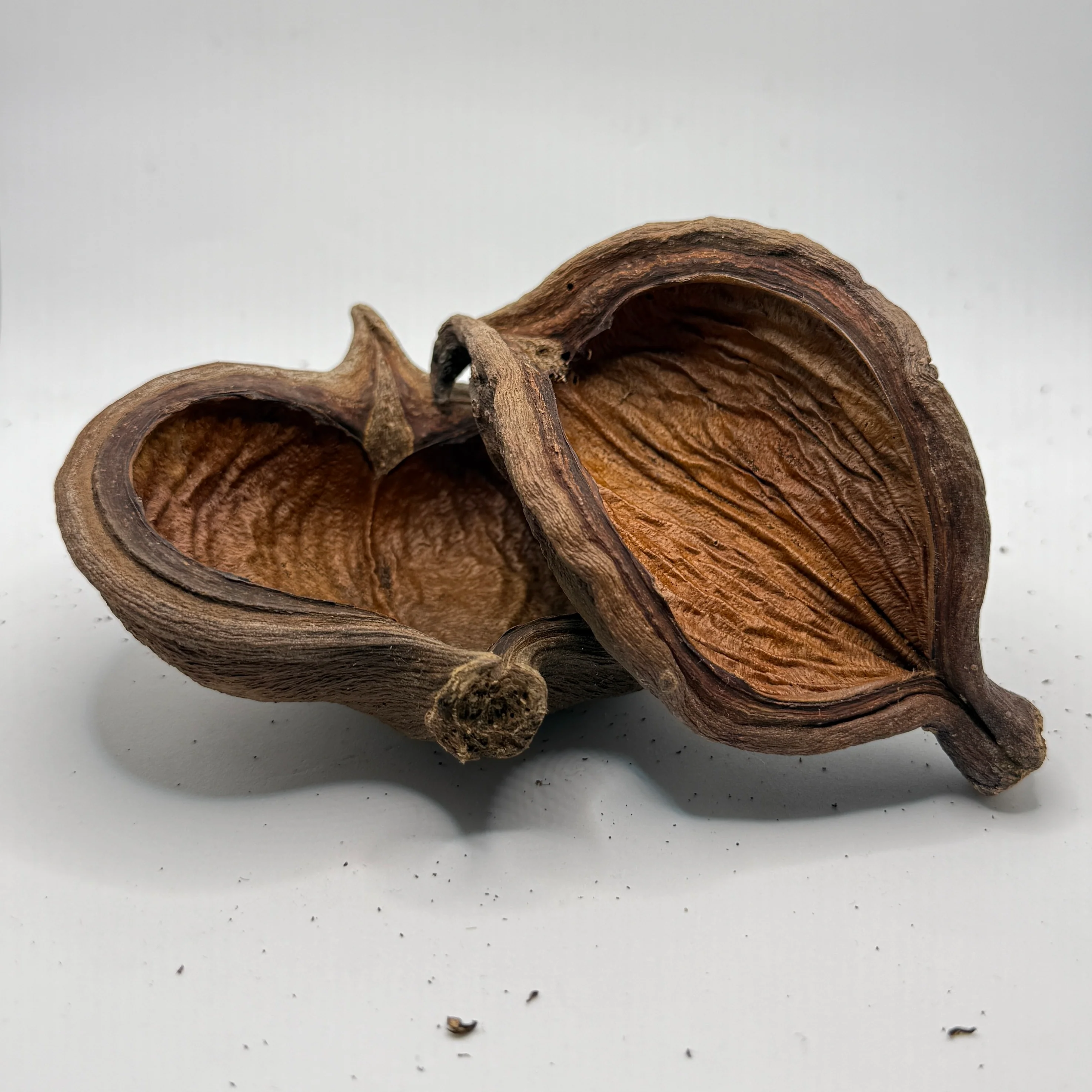 Sterculia Pods