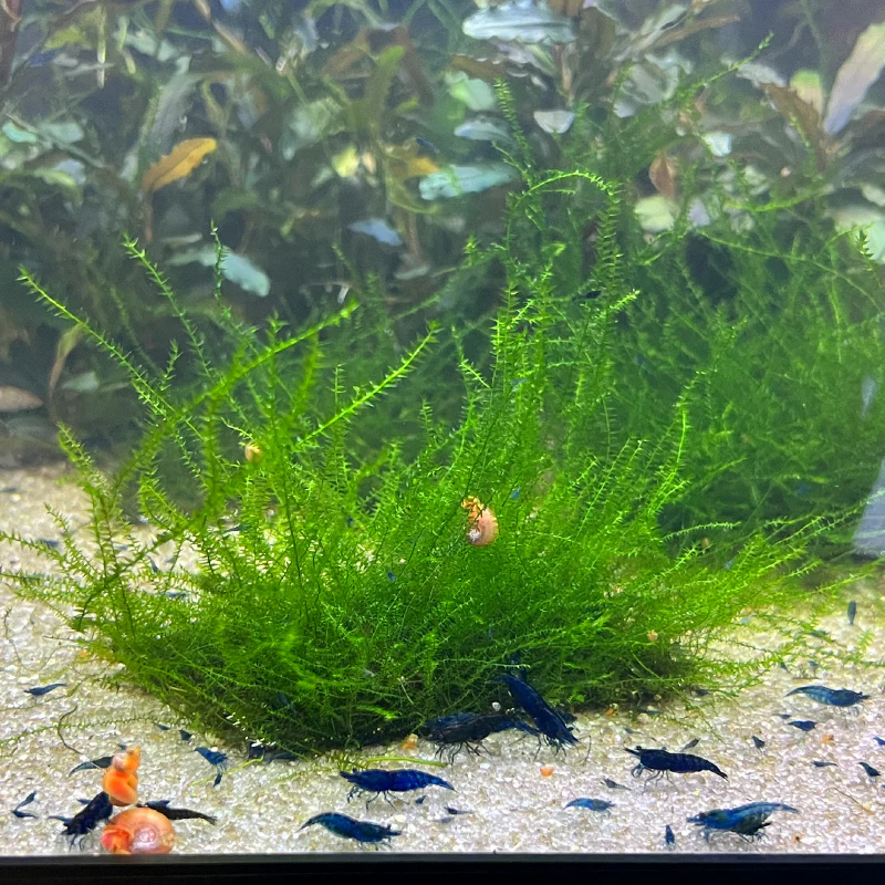 Stringy Moss - Image 3