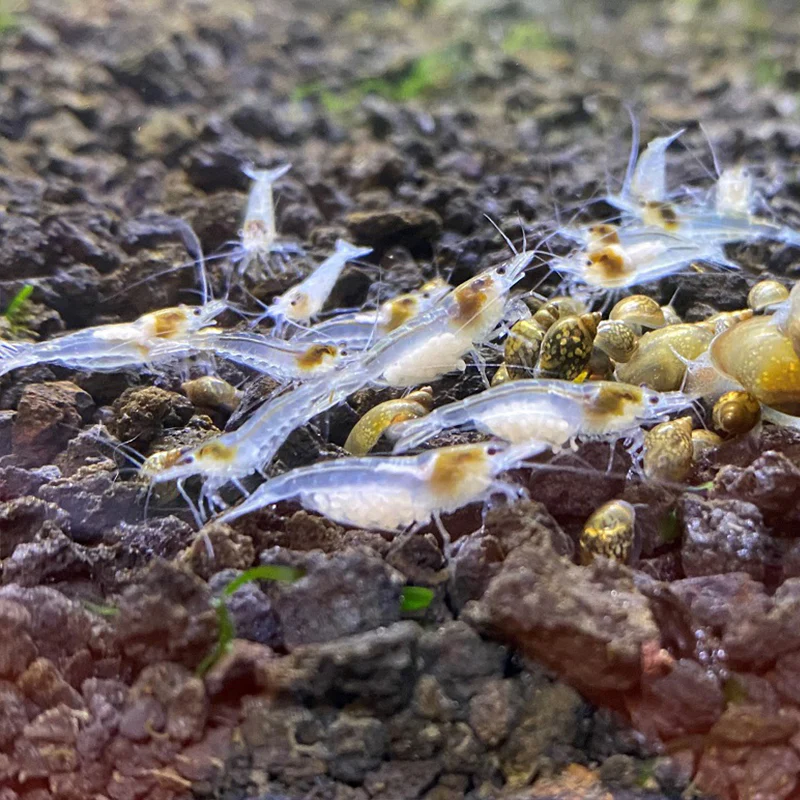 White Snowball Neocaridina Shrimp - Image 3